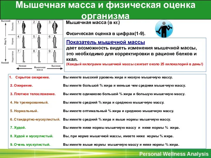 Мышечная масса и физическая оценка организма Мышечная масса (в кг.) Физическая оценка