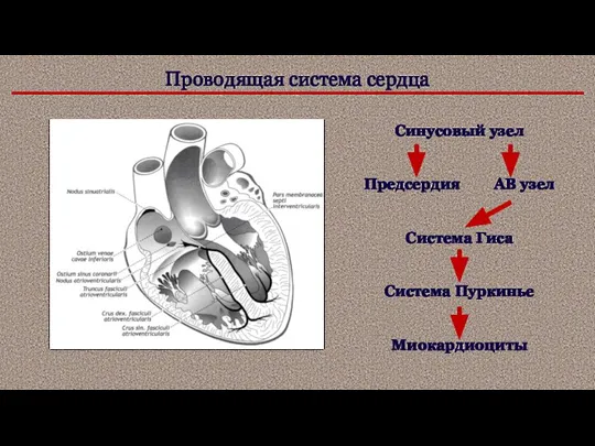 Проводящая система сердца Синусовый узел Предсердия АВ узел Система Гиса Система Пуркинье Миокардиоциты