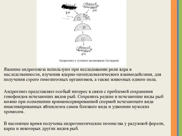 Явление андрогенеза используют при исследовании роли ядра в наследственности, изучения ядерно-цитоплазматического взаимодействия,