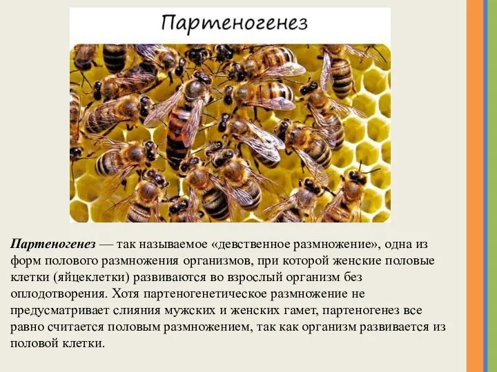 Партеногенез — так называемое «девственное размножение», одна из форм полового размножения организмов,