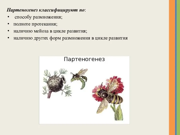 Партеногенез классифицируют по: способу размножения; полноте протекания; наличию мейоза в цикле развития;