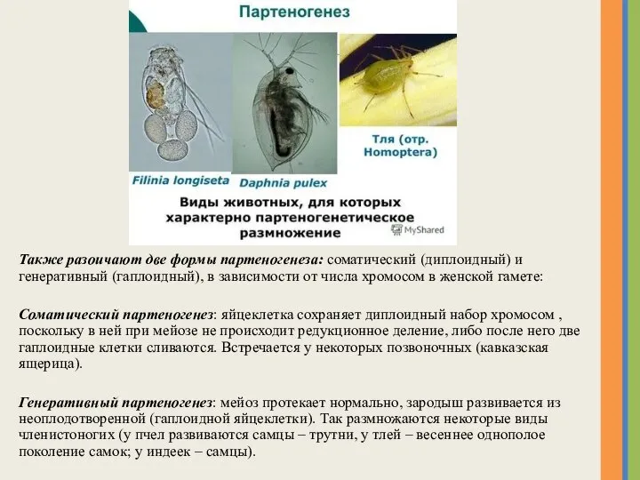 Также разоичают две формы партеногенеза: соматический (диплоидный) и генеративный (гаплоидный), в зависимости