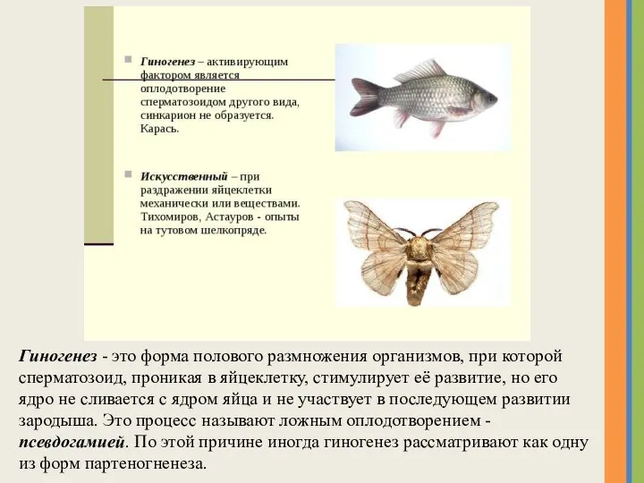 Гиногенез - это форма полового размножения организмов, при которой сперматозоид, проникая в