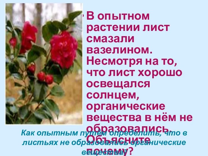 В опытном растении лист смазали вазелином. Несмотря на то, что лист хорошо