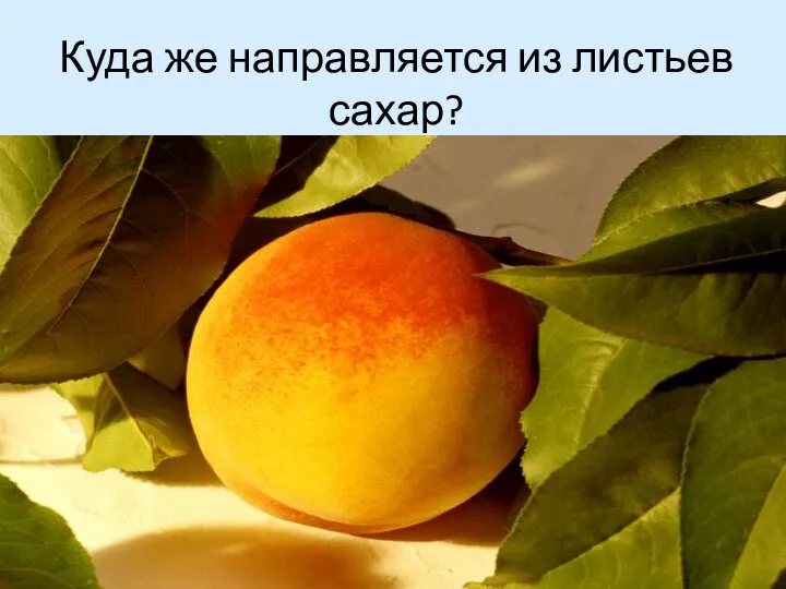 Куда же направляется из листьев сахар?