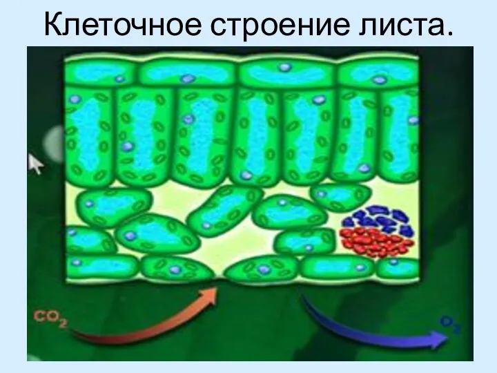 Клеточное строение листа.