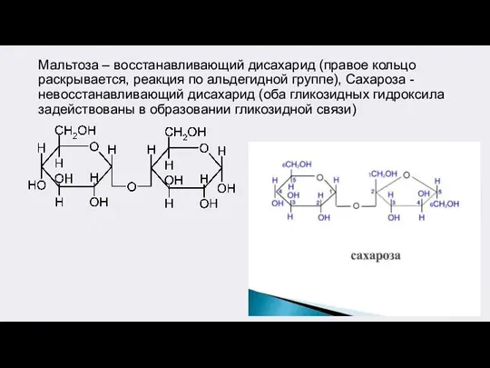 Мальтоза – восстанавливающий дисахарид (правое кольцо раскрывается, реакция по альдегидной группе), Сахароза