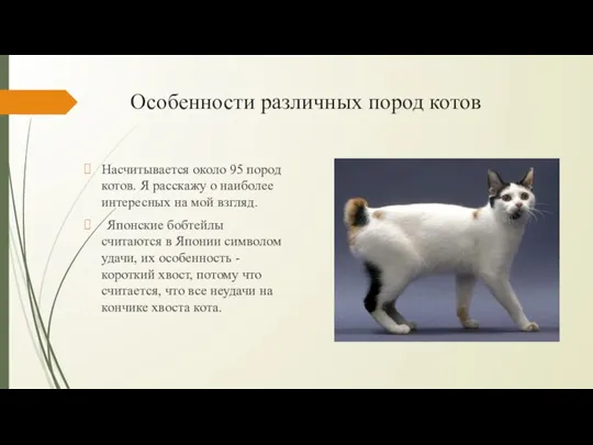 Особенности различных пород котов Насчитывается около 95 пород котов. Я расскажу о