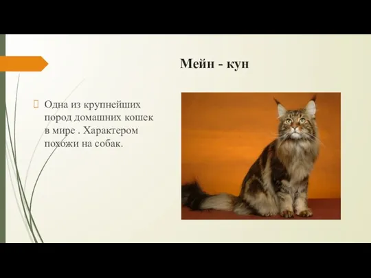 Мейн - кун Одна из крупнейших пород домашних кошек в мире . Характером похожи на собак.