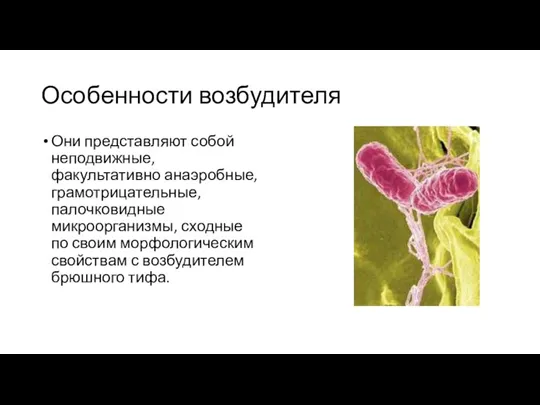 Особенности возбудителя Они представляют собой неподвижные, факультативно анаэробные, грамотрицательные, палочковидные микроорганизмы, сходные