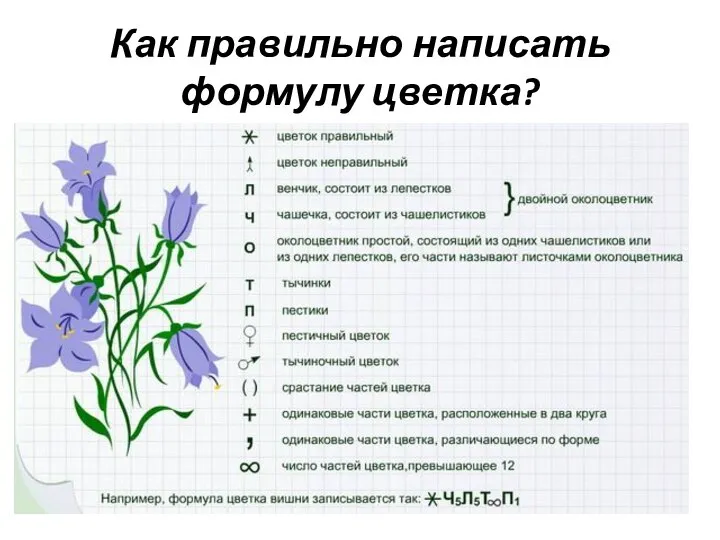 Как правильно написать формулу цветка?