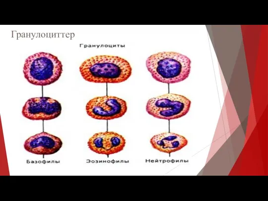 Гранулоциттер