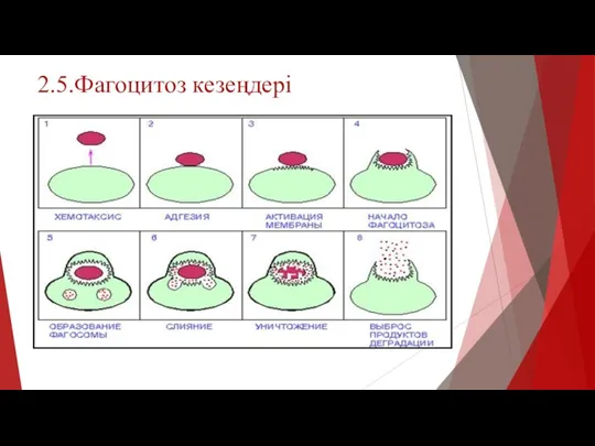 2.5.Фагоцитоз кезеңдері