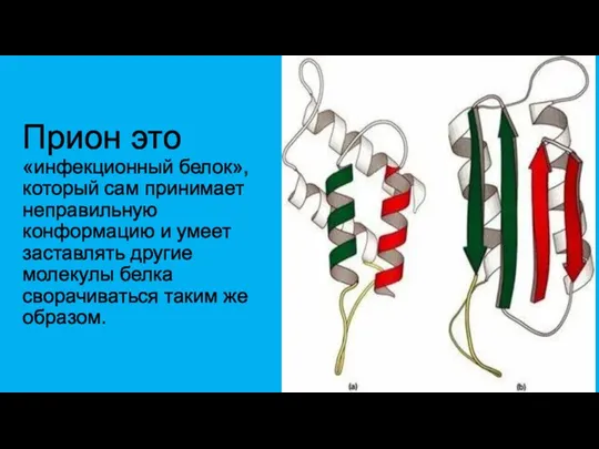 Прион это «инфекционный белок», который сам принимает неправильную конформацию и умеет заставлять