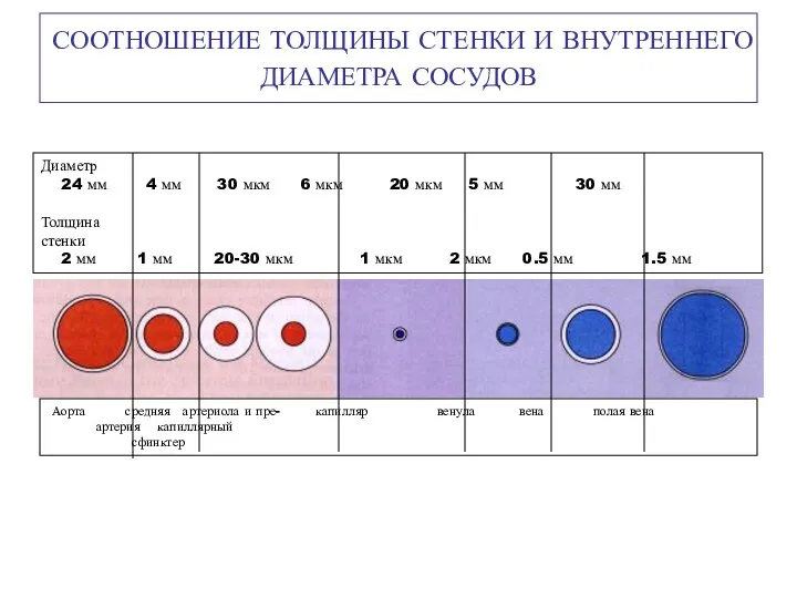 СООТНОШЕНИЕ ТОЛЩИНЫ СТЕНКИ И ВНУТРЕННЕГО ДИАМЕТРА СОСУДОВ Аорта средняя артериола и пре-