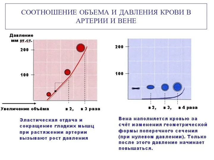 СООТНОШЕНИЕ ОБЪЕМА И ДАВЛЕНИЯ КРОВИ В АРТЕРИИ И ВЕНЕ