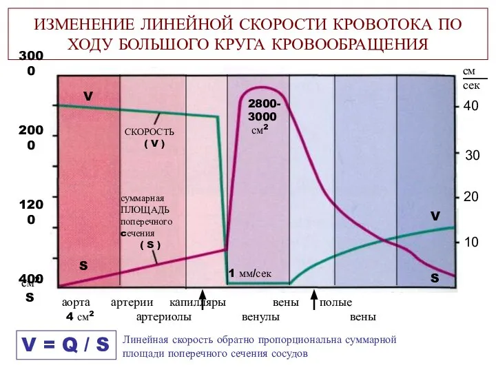 ИЗМЕНЕНИЕ ЛИНЕЙНОЙ СКОРОСТИ КРОВОТОКА ПО ХОДУ БОЛЬШОГО КРУГА КРОВООБРАЩЕНИЯ СКОРОСТЬ ( V