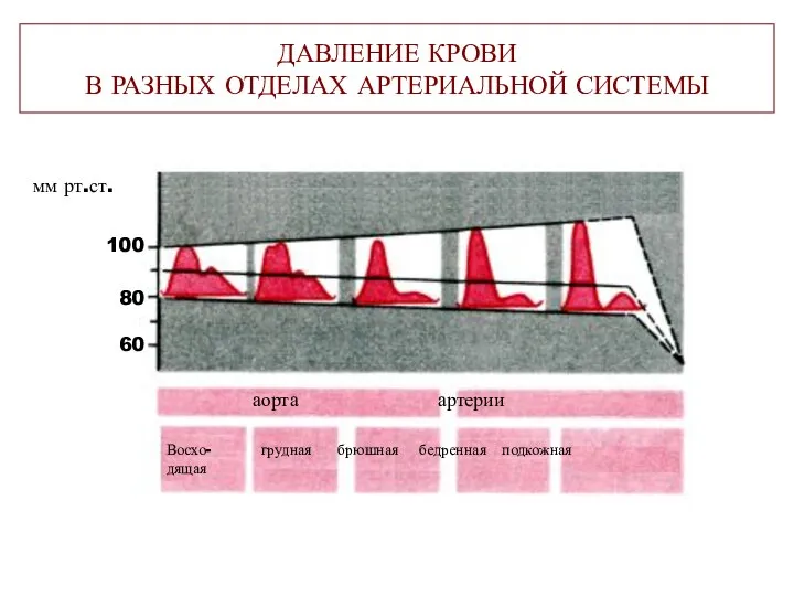 ДАВЛЕНИЕ КРОВИ В РАЗНЫХ ОТДЕЛАХ АРТЕРИАЛЬНОЙ СИСТЕМЫ аорта артерии Восхо- грудная брюшная