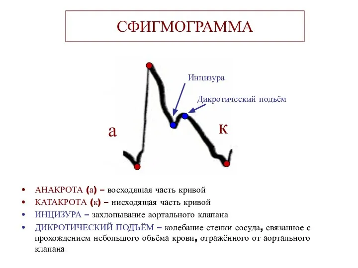 СФИГМОГРАММА АНАКРОТА (а) – восходящая часть кривой КАТАКРОТА (к) – нисходящая часть