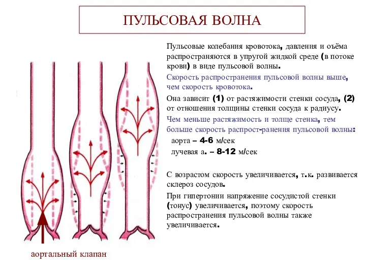 ПУЛЬСОВАЯ ВОЛНА Пульсовые колебания кровотока, давления и оъёма распространяются в упругой жидкой