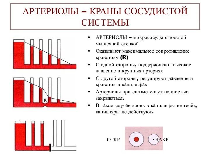 АРТЕРИОЛЫ – КРАНЫ СОСУДИСТОЙ СИСТЕМЫ АРТЕРИОЛЫ – микрососуды с толстой мышечной стенкой