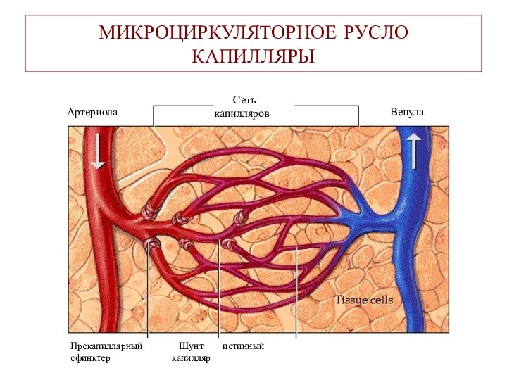 МИКРОЦИРКУЛЯТОРНОЕ РУСЛО КАПИЛЛЯРЫ Артериола Венула Сеть капилляров Прекапиллярный Шунт истинный сфинктер капилляр