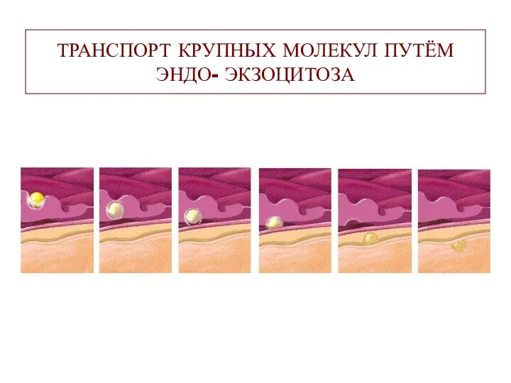 ТРАНСПОРТ КРУПНЫХ МОЛЕКУЛ ПУТЁМ ЭНДО- ЭКЗОЦИТОЗА