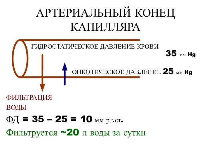 АРТЕРИАЛЬНЫЙ КОНЕЦ КАПИЛЛЯРА ФИЛЬТРАЦИЯ ВОДЫ ФД = 35 – 25 = 10