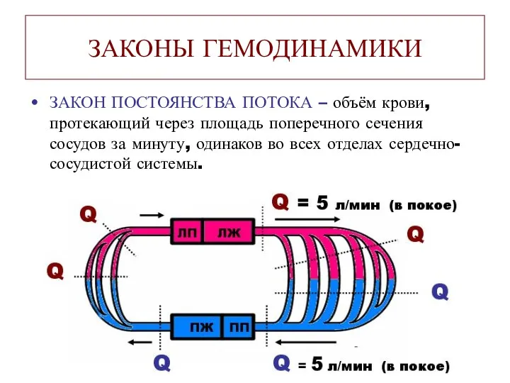 ЗАКОНЫ ГЕМОДИНАМИКИ ЗАКОН ПОСТОЯНСТВА ПОТОКА – объём крови, протекающий через площадь поперечного