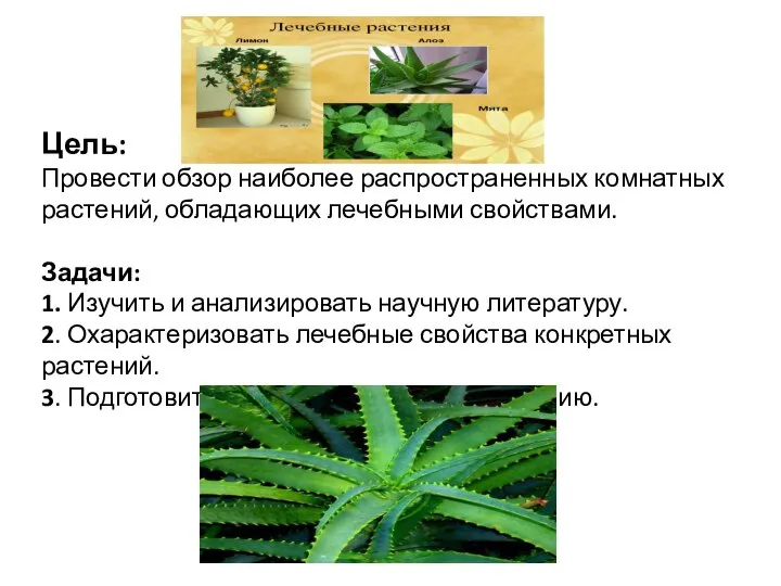 Цель: Провести обзор наиболее распространенных комнатных растений, обладающих лечебными свойствами. Задачи: 1.