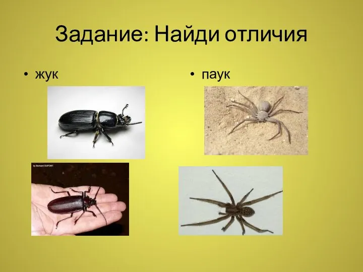 Задание: Найди отличия жук паук