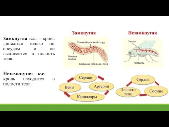 Замкнутая к.с. – кровь движется только по сосудам и не выливается в