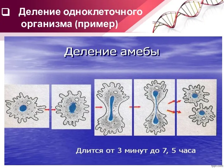 Деление одноклеточного организма (пример)
