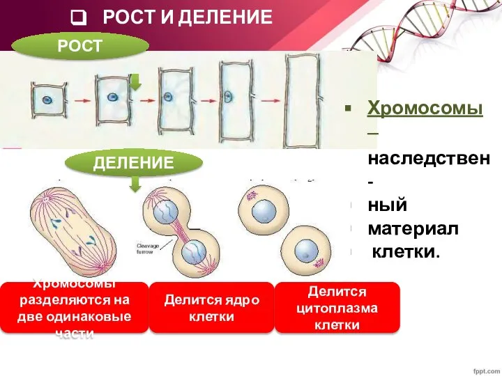 РОСТ И ДЕЛЕНИЕ ДЕЛЕНИЕ Хромосомы –наследствен- ный материал клетки. Хромосомы разделяются на
