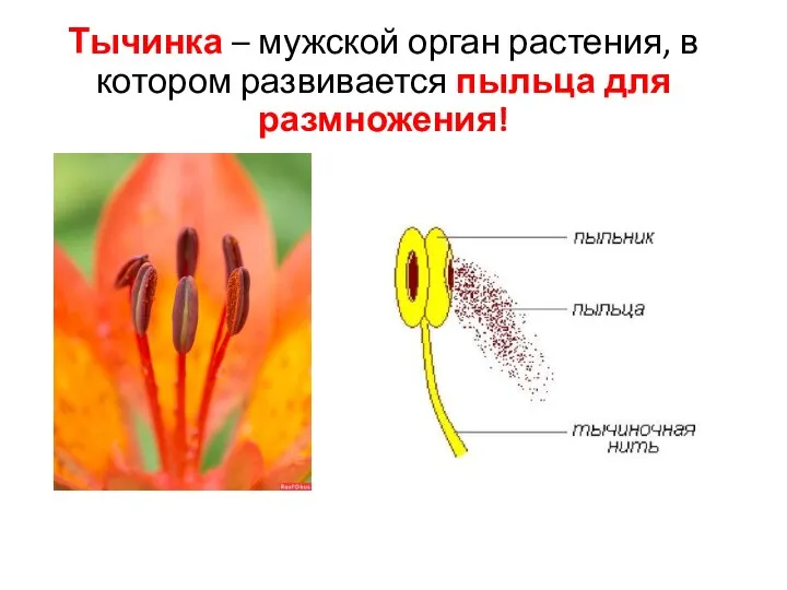 Тычинка – мужской орган растения, в котором развивается пыльца для размножения!