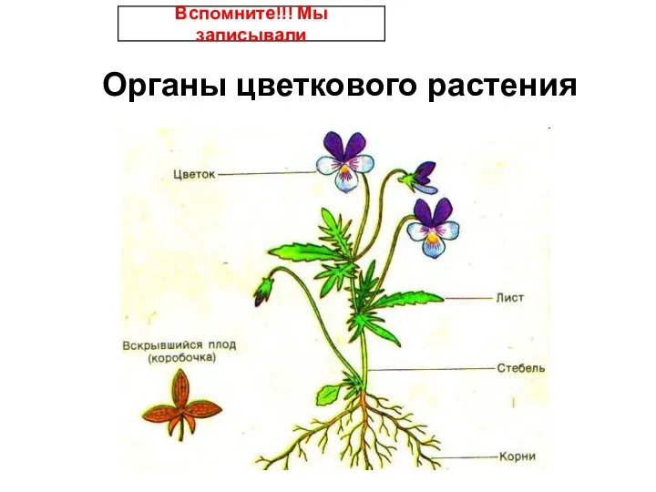 Органы цветкового растения Вспомните!!! Мы записывали