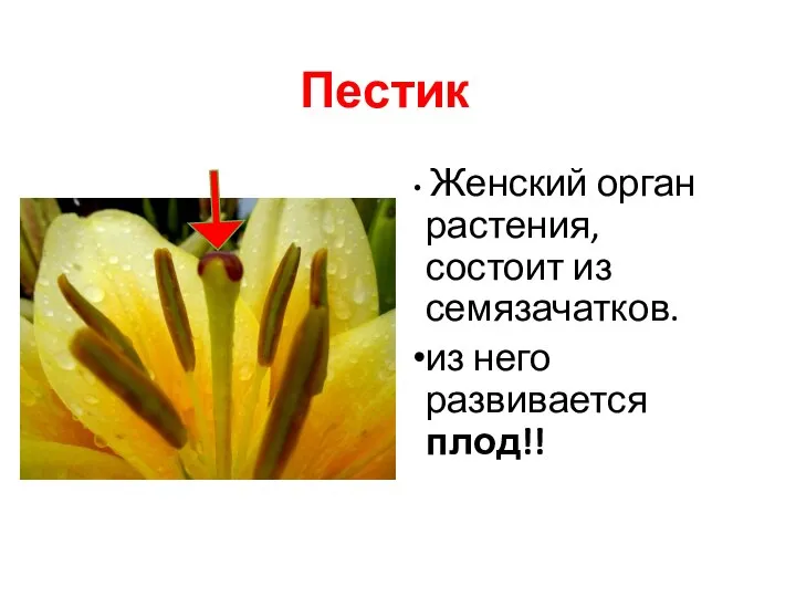 Пестик Женский орган растения, состоит из семязачатков. из него развивается плод!!