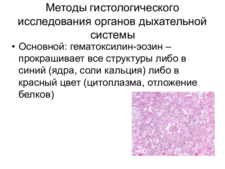 Методы гистологического исследования органов дыхательной системы Основной: гематоксилин-эозин – прокрашивает все структуры