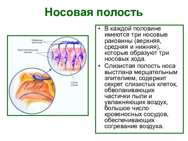 Носовая полость В каждой половине имеются три носовые раковины (верхняя, средняя и