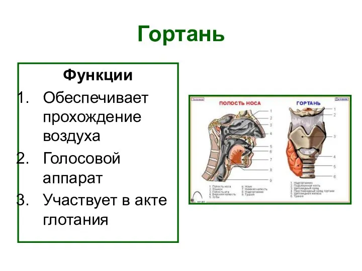 Гортань Функции Обеспечивает прохождение воздуха Голосовой аппарат Участвует в акте глотания