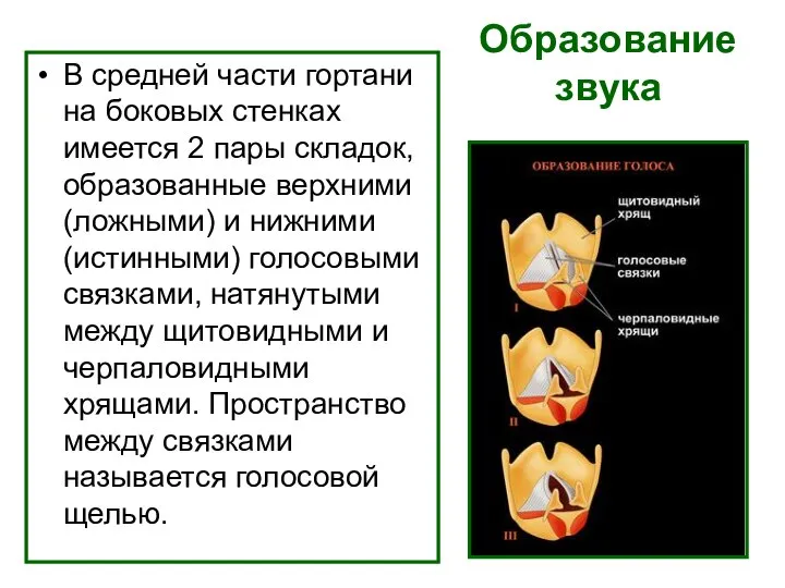 Образование звука В средней части гортани на боковых стенках имеется 2 пары