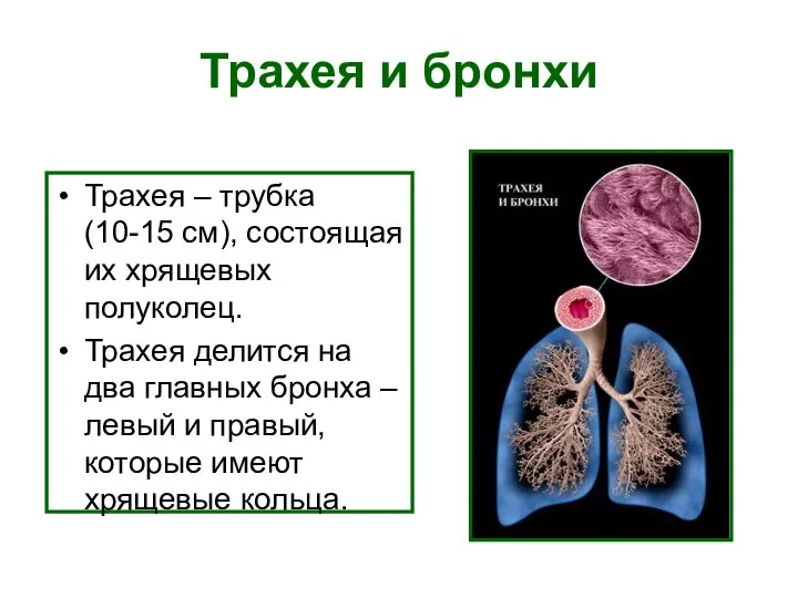 Трахея и бронхи Трахея – трубка (10-15 см), состоящая их хрящевых полуколец.