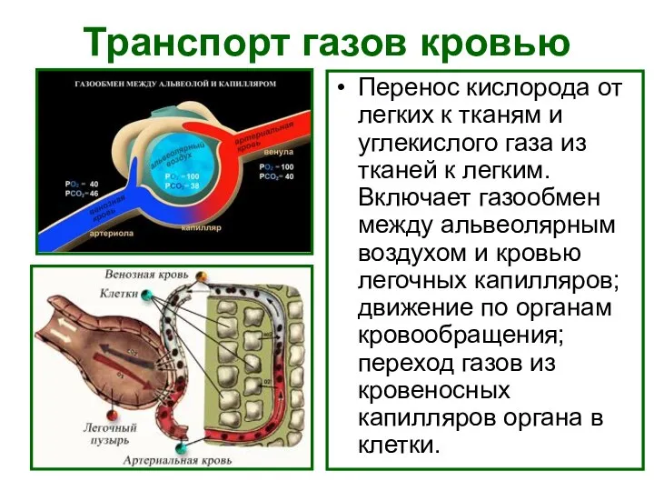 Транспорт газов кровью Перенос кислорода от легких к тканям и углекислого газа