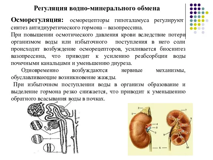 Регуляция водно-минерального обмена Осморегуляция: осморецепторы гипоталамуса регулируют синтез антидиуретического гормона – вазопрессина.