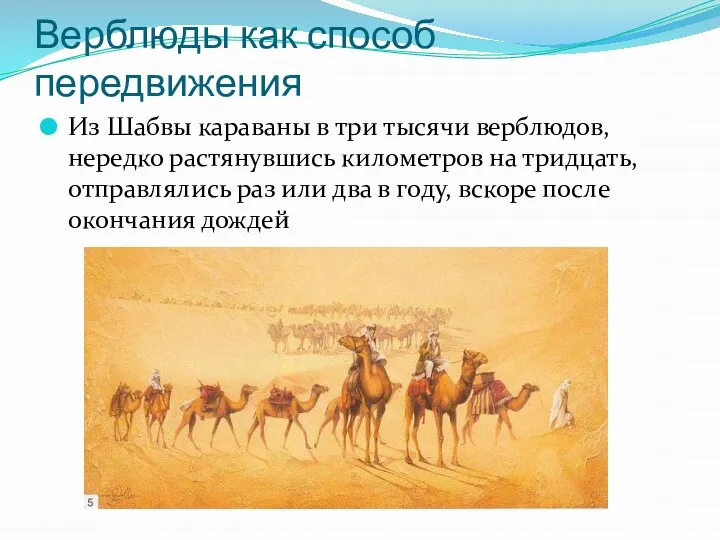 Верблюды как способ передвижения Из Шабвы караваны в три тысячи верблюдов, нередко