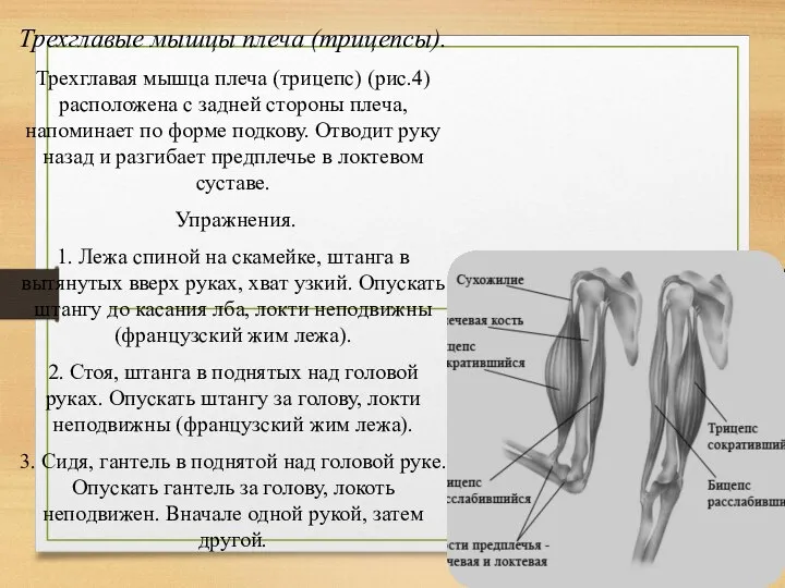 Трехглавые мышцы плеча (трицепсы). Трехглавая мышца плеча (трицепс) (рис.4) расположена с задней