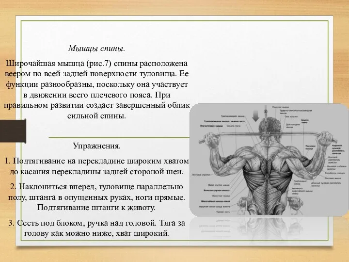 Мышцы спины. Широчайшая мышца (рис.7) спины расположена веером по всей задней поверхности
