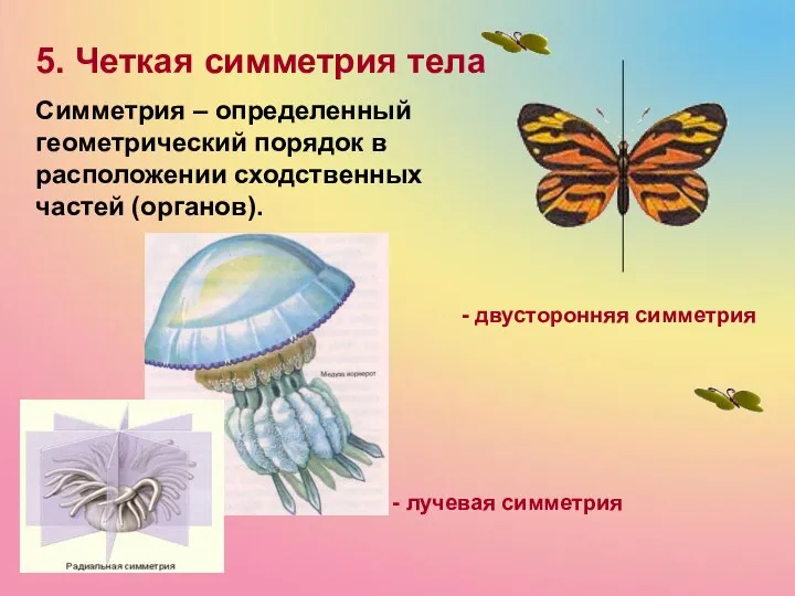 5. Четкая симметрия тела Симметрия – определенный геометрический порядок в расположении сходственных