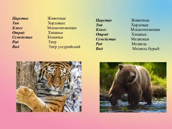 Царство Животные Тип Хордовые Класс Млекопитающие Отряд Хищные Семейство Медвежьи Род Медведь