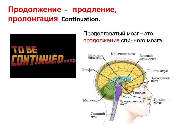 Продолжение - продление, пролонгация, Continuation. Продолговатый мозг – это продолжение спинного мозга